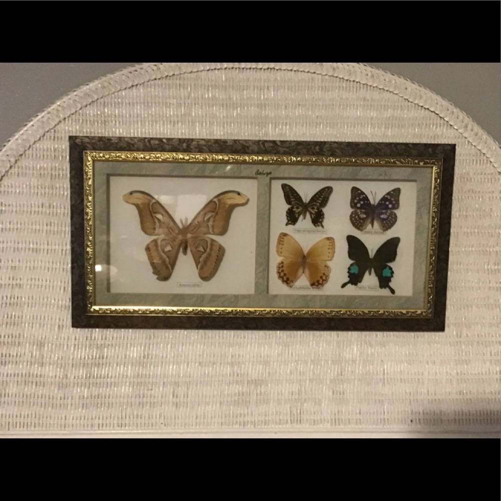 Belize Set of 5 Framed Butterflies
